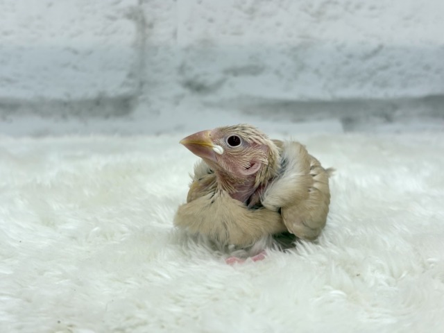 シナモン文鳥