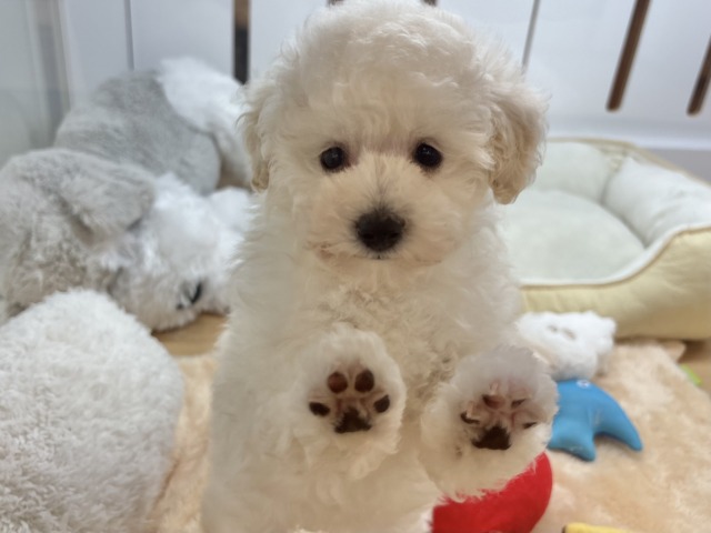 好き好きが止まらな〜い!!トイプードルちゃん! トイプードル