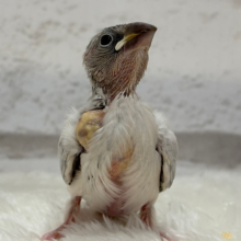 【最新画像更新🪄】未来はゴージャス文鳥さっ🕊🩶シルバー文鳥 ヒナ