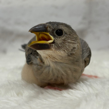 【最新画像更新🪄】きらきらおめめに映る世界🐣🫧桜文鳥 ヒナ