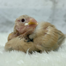 【最新画像更新🪄】ふわふわふんわりミルクティー🐣☕️シナモン文鳥 ヒナ