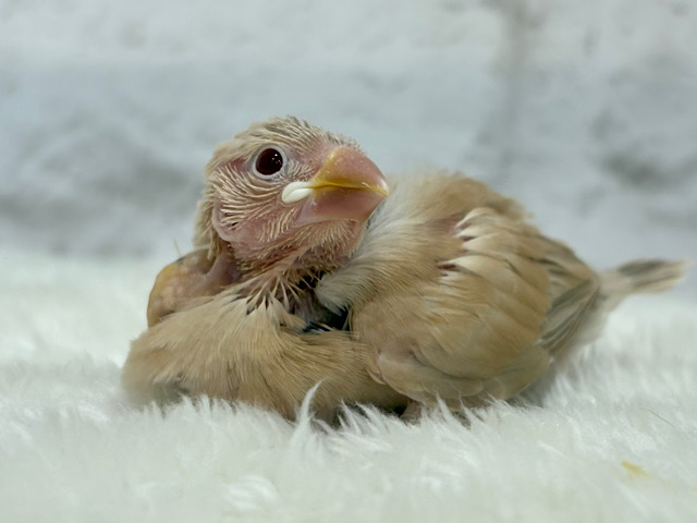 【最新画像更新🪄】ふわふわふんわりミルクティー🐣☕️シナモン文鳥 ヒナ