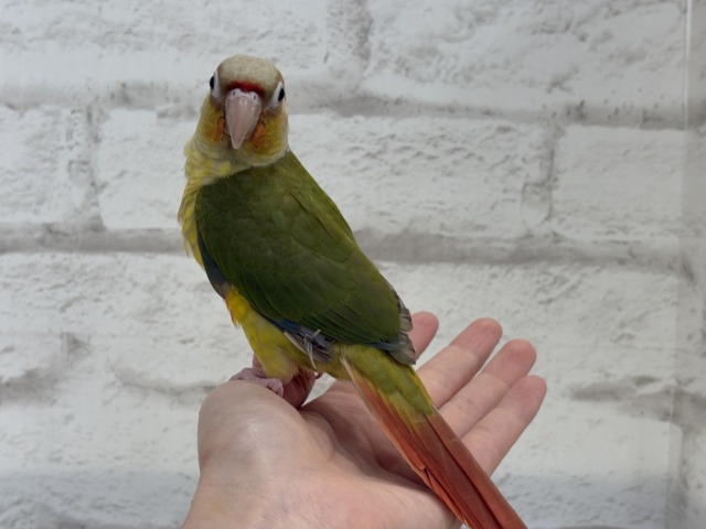 ホオミドリウロコインコ