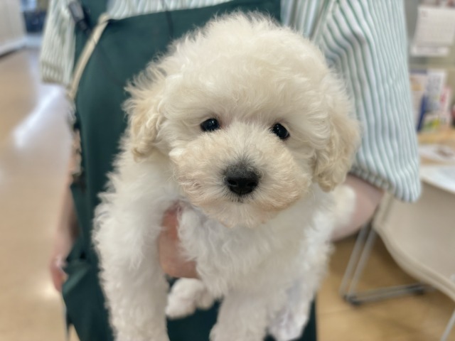 トイプードル