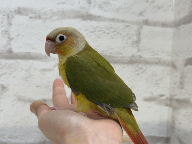 ホオミドリウロコインコ