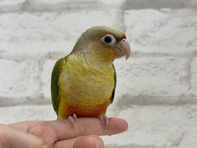 ホオミドリウロコインコ