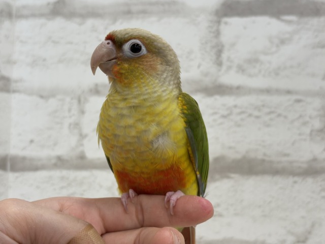 ホオミドリウロコインコ