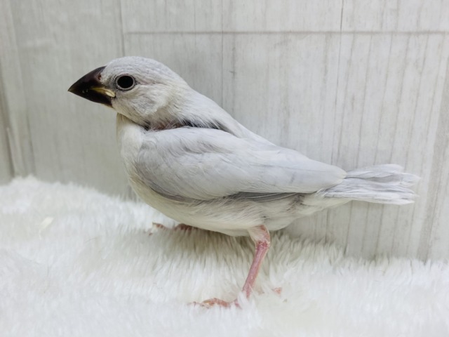 シルバー文鳥
