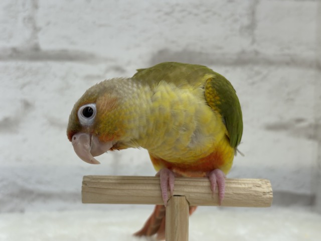 ホオミドリウロコインコ