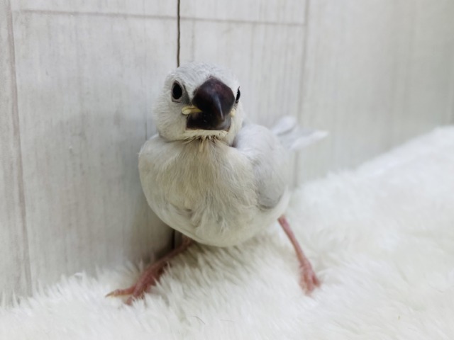 シルバー文鳥