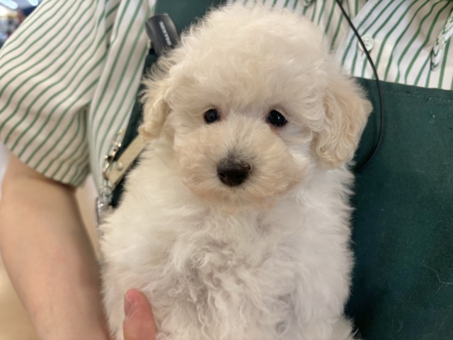 好き好きが止まらな〜い!!トイプードルちゃん! トイプードル