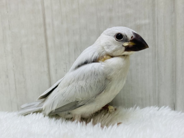 シルバー文鳥