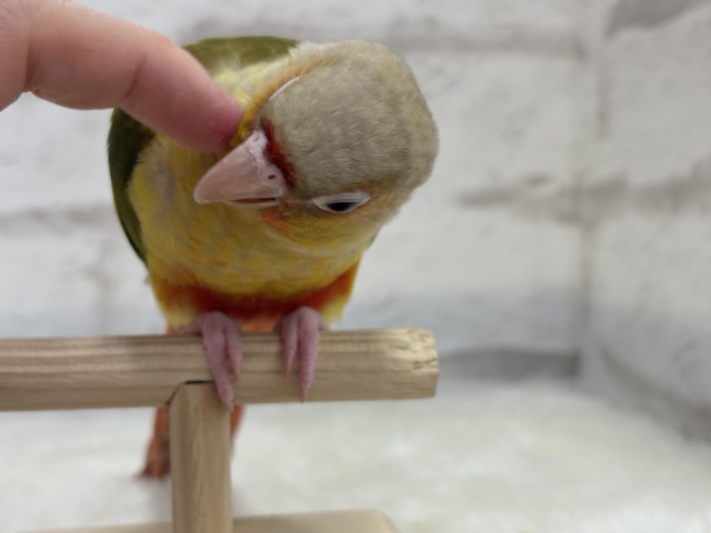 ホオミドリウロコインコ