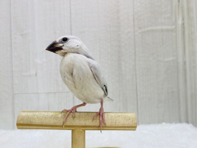 シルバー文鳥