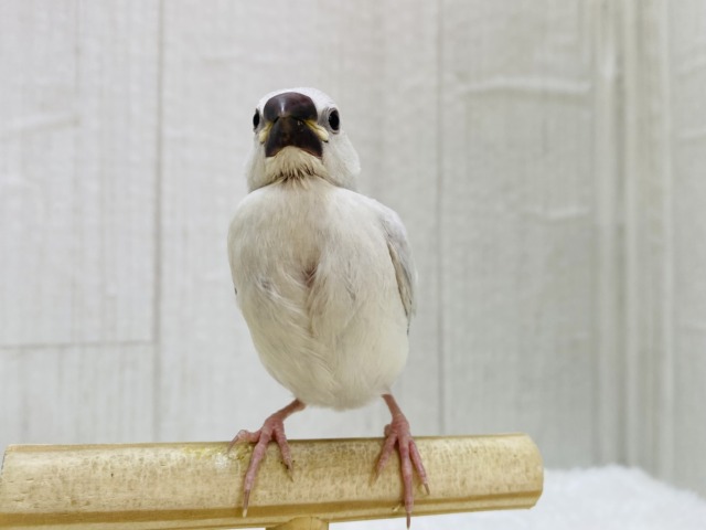シルバー文鳥