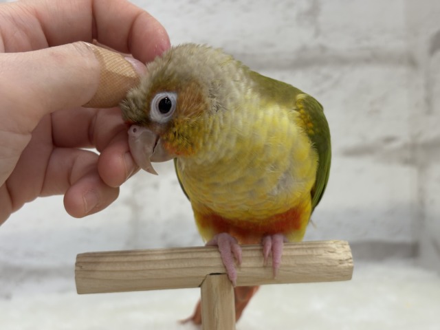 ホオミドリウロコインコ