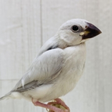最新画像有ります❗️シルバーに輝く🩶小さなエレガンス✨シルバー文鳥