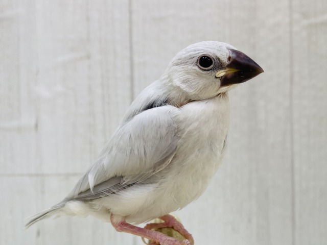 最新画像有ります❗️シルバーに輝く🩶小さなエレガンス✨シルバー文鳥