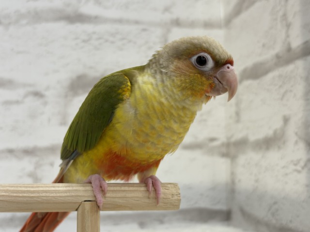 ホオミドリウロコインコ