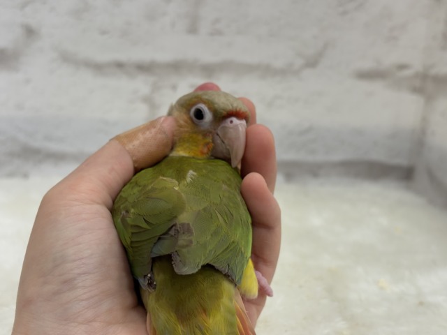 ホオミドリウロコインコ