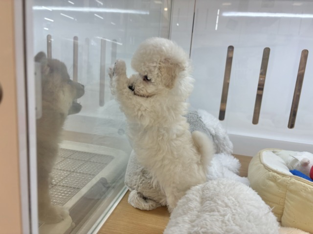 好き好きが止まらな〜い!!トイプードルちゃん! トイプードル