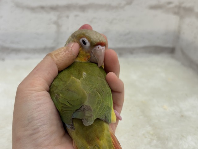 ホオミドリウロコインコ