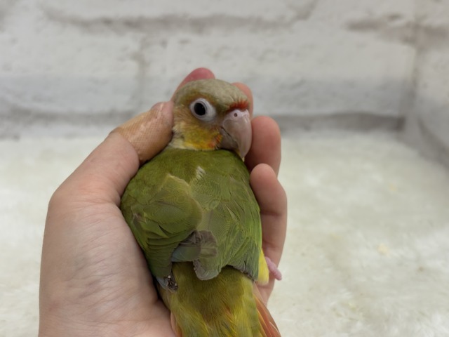 ホオミドリウロコインコ