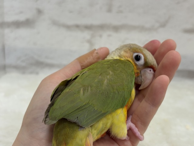 ホオミドリウロコインコ