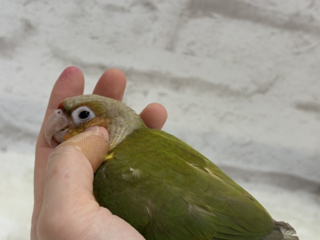 ホオミドリウロコインコ