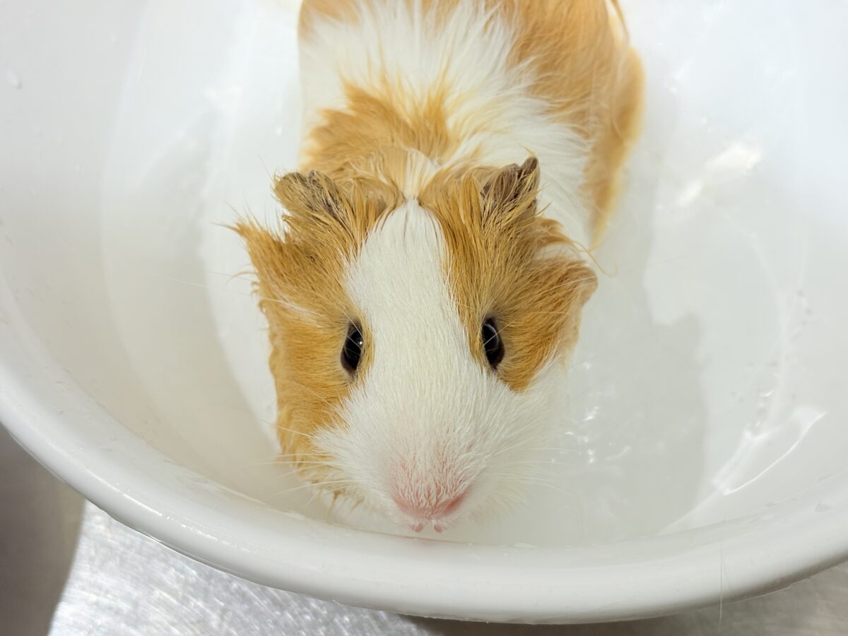 【最新画像更新🪄】僕の可愛さにみんなイチコロ🐹🌿💘シェルティモルモット 男の子 シェルティモルモット