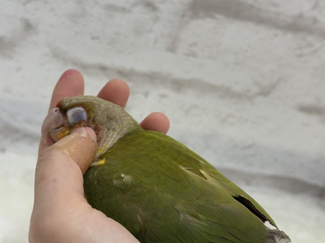 ホオミドリウロコインコ
