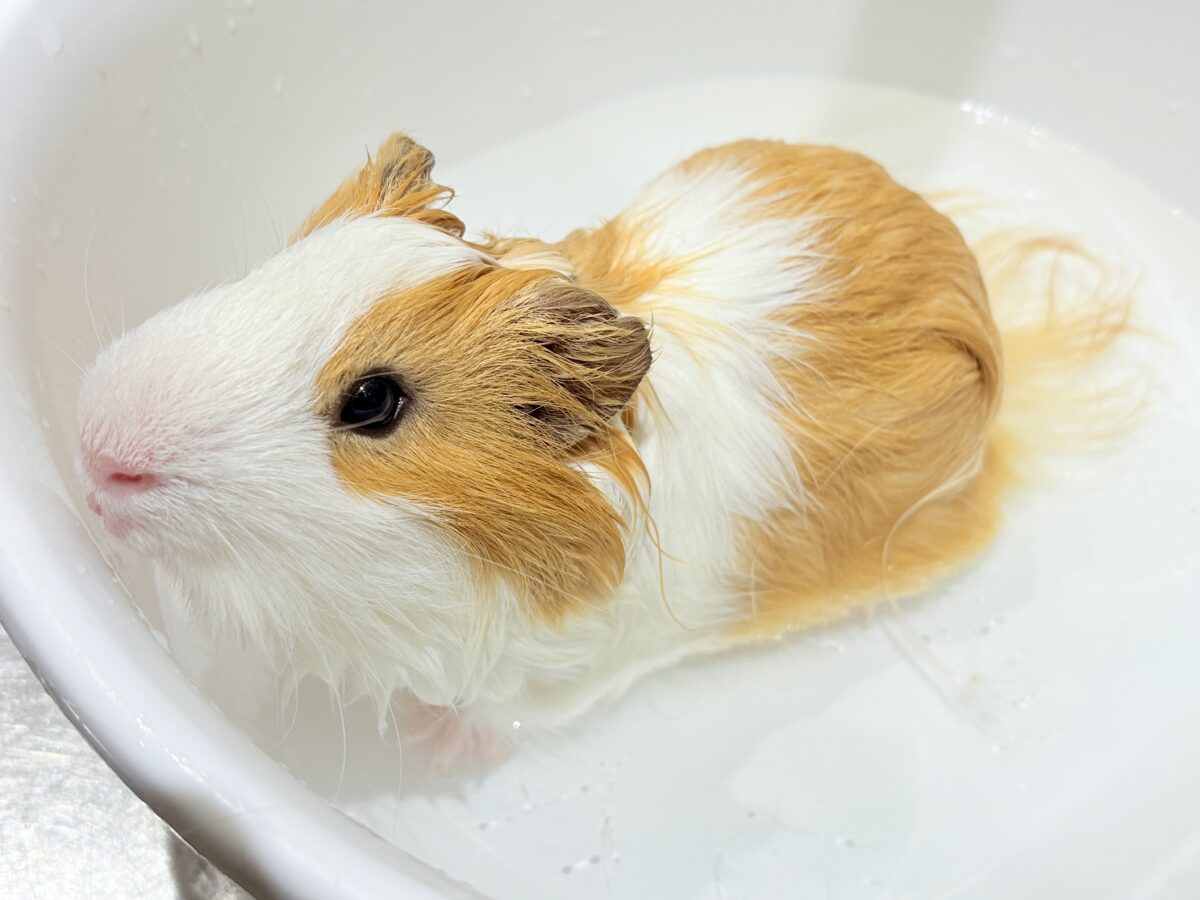 【最新画像更新🪄】僕の可愛さにみんなイチコロ🐹🌿💘シェルティモルモット 男の子 シェルティモルモット