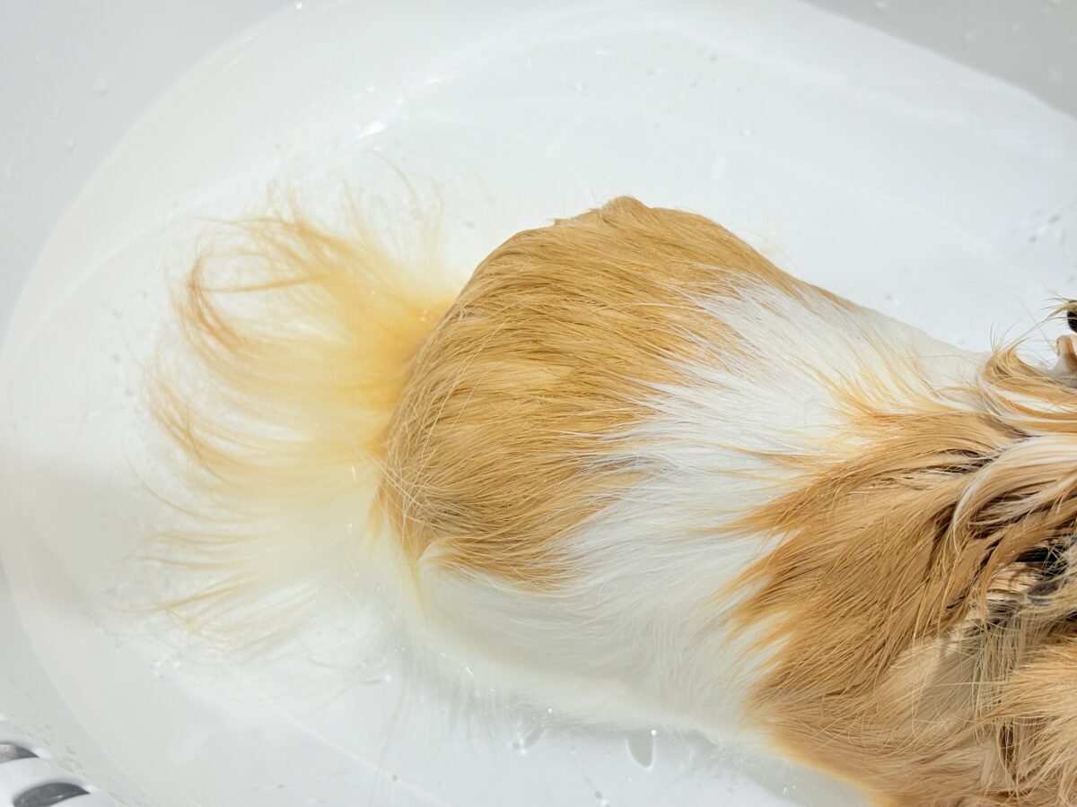 【最新画像更新🪄】僕の可愛さにみんなイチコロ🐹🌿💘シェルティモルモット 男の子 シェルティモルモット