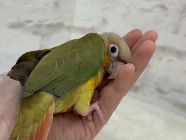 ホオミドリウロコインコ