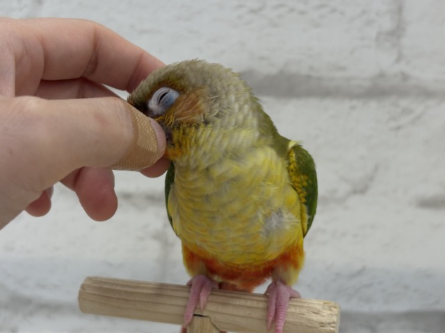 ホオミドリウロコインコ