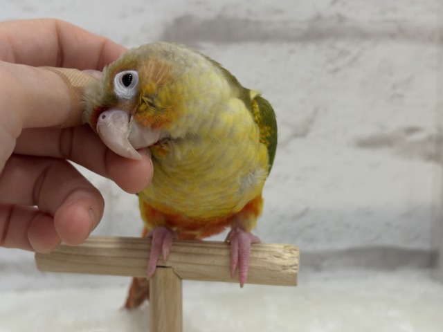 ホオミドリウロコインコ