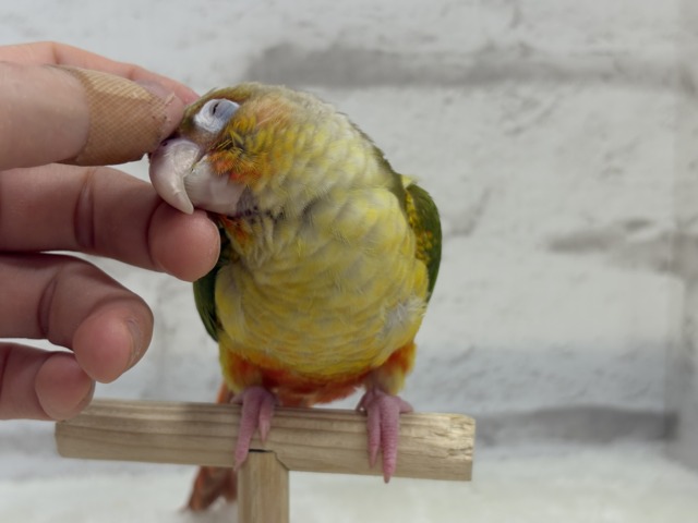 ホオミドリウロコインコ