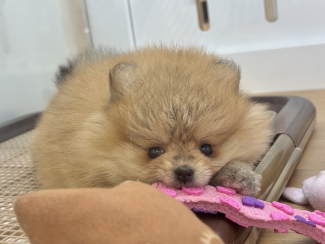ポメラニアン