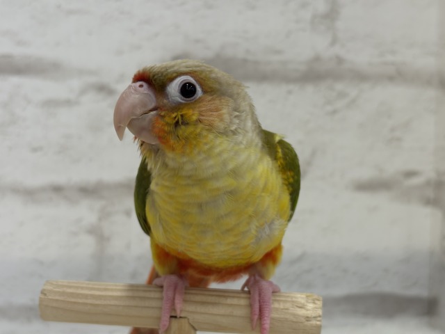 ホオミドリウロコインコ