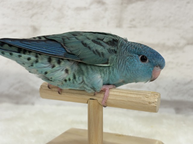 【最新画像・動画更新🪄】つやつや💎.*全方位完璧ちゃん🐣🫧サザナミインコ(ターコイズ) ヒナ サザナミインコ