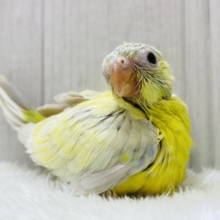 🎶美しい音色を聴かせてくれるかなぁ〜❓隠れカラフル🩵美声インコ！！