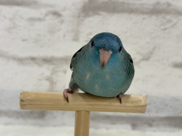 サザナミインコ