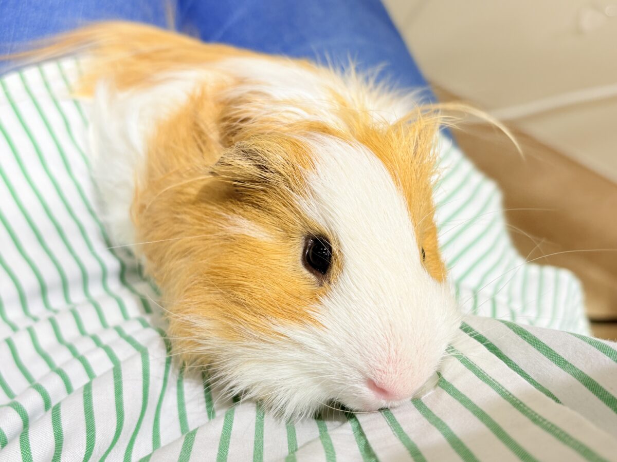 【最新画像更新🪄】僕の可愛さにみんなイチコロ🐹🌿💘シェルティモルモット 男の子 シェルティモルモット