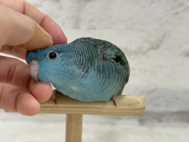 サザナミインコ