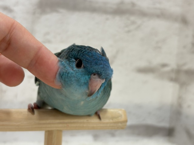 【最新画像・動画更新🪄】つやつや💎.*全方位完璧ちゃん🐣🫧サザナミインコ(ターコイズ) ヒナ サザナミインコ