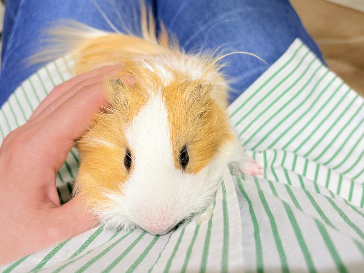 【最新画像更新🪄】僕の可愛さにみんなイチコロ🐹🌿💘シェルティモルモット 男の子 シェルティモルモット