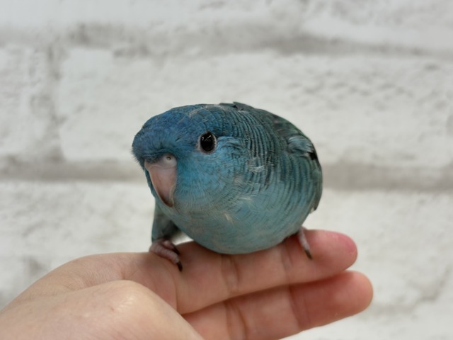 【最新画像・動画更新🪄】つやつや💎.*全方位完璧ちゃん🐣🫧サザナミインコ(ターコイズ) ヒナ サザナミインコ