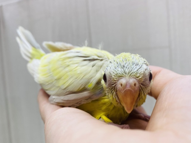ビセイインコ（美声インコ）