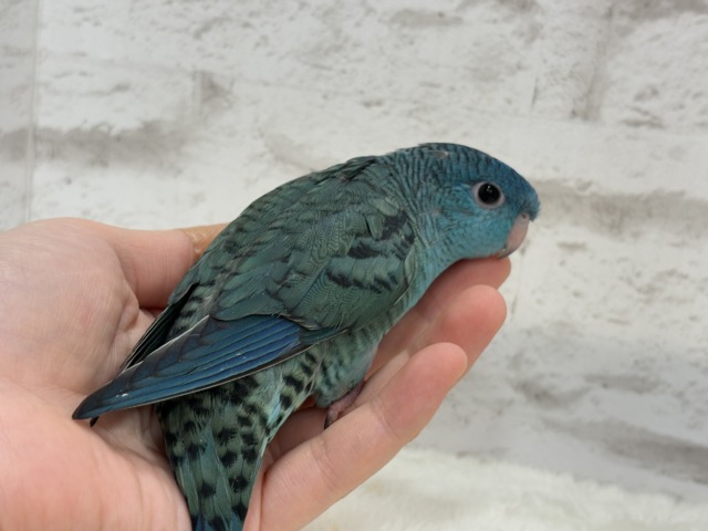 サザナミインコ