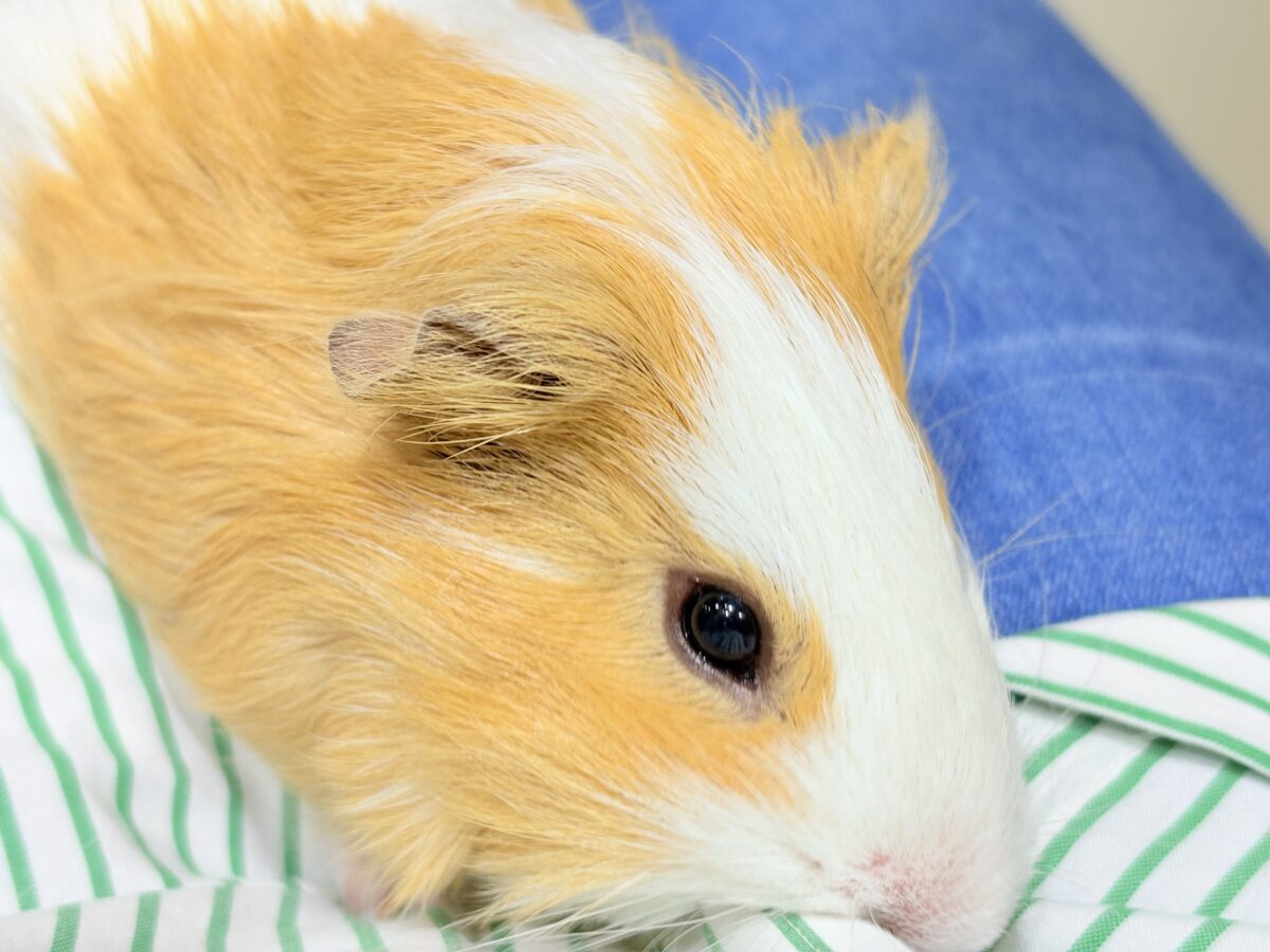【最新画像更新🪄】僕の可愛さにみんなイチコロ🐹🌿💘シェルティモルモット 男の子 シェルティモルモット